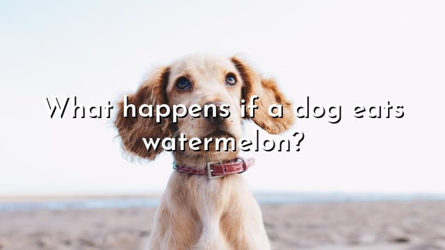 What happens if a dog eats watermelon?