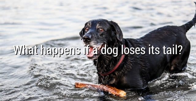 What happens if a dog loses its tail?