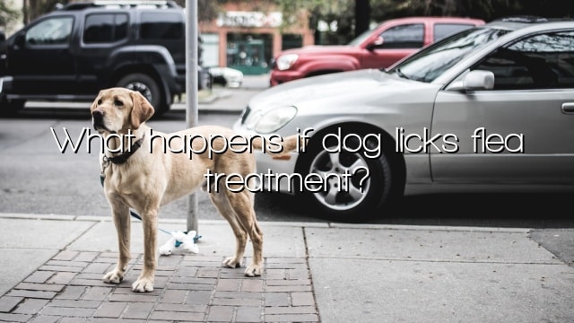 What happens if dog licks flea treatment?
