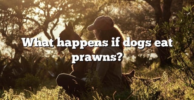 What happens if dogs eat prawns?