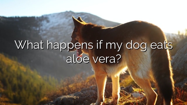 What happens if my dog eats aloe vera?