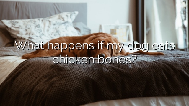 What happens if my dog eats chicken bones?