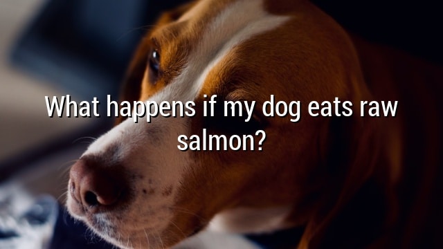 What happens if my dog eats raw salmon?