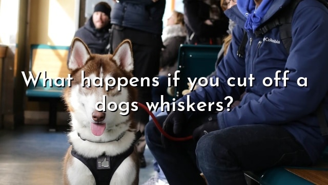 What happens if you cut off a dogs whiskers?