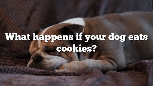 What happens if your dog eats cookies?