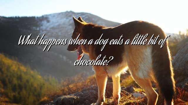 What happens when a dog eats a little bit of chocolate?