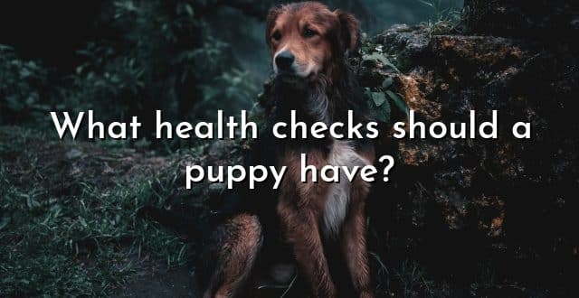 What health checks should a puppy have?