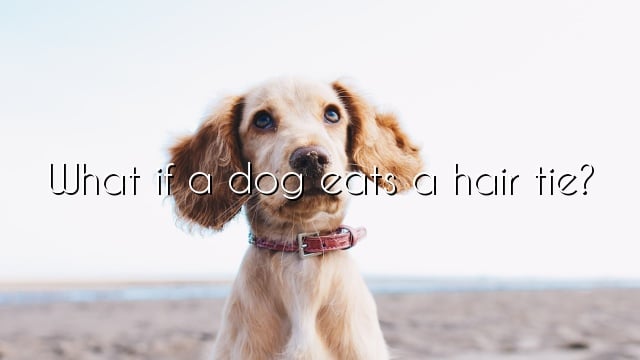 What if a dog eats a hair tie?