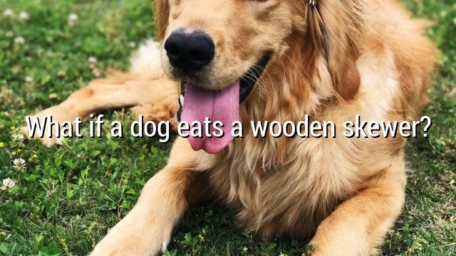 What if a dog eats a wooden skewer?