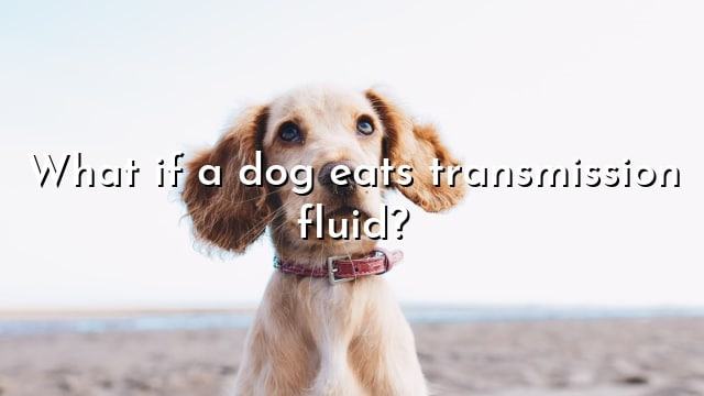 What if a dog eats transmission fluid?