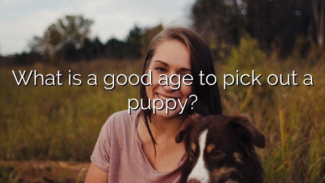 What is a good age to pick out a puppy?