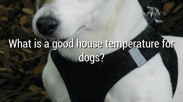 What is a good house temperature for dogs?