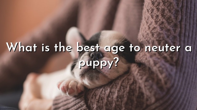 What is the best age to neuter a puppy?