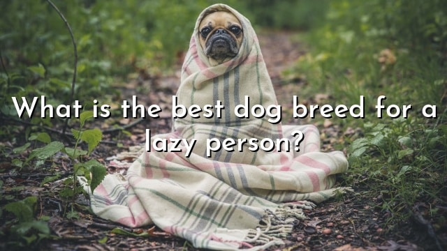 What is the best dog breed for a lazy person?