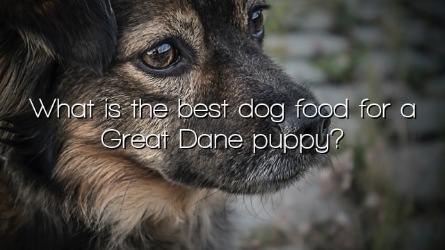 What is the best dog food for a Great Dane puppy?