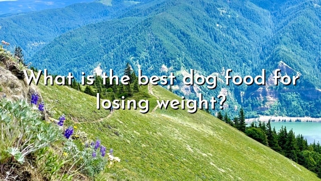 What is the best dog food for losing weight?