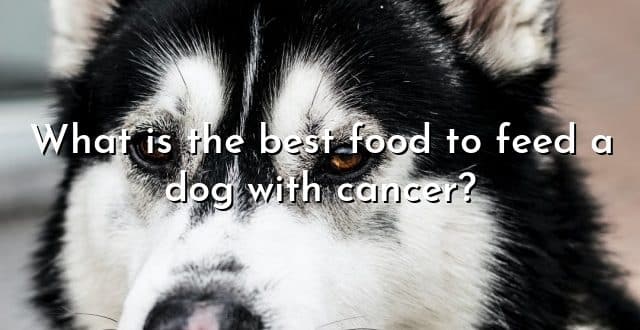 What is the best food to feed a dog with cancer?