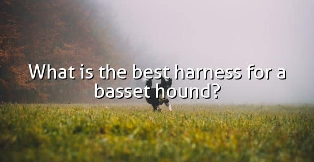 What is the best harness for a basset hound?