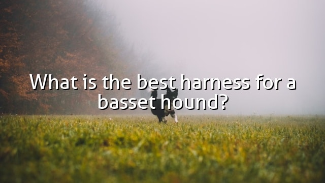 What is the best harness for a basset hound?