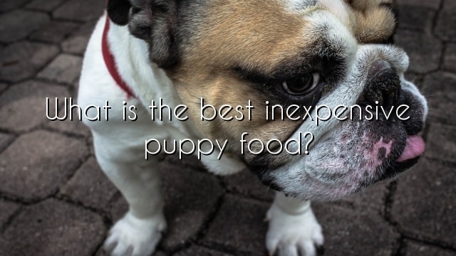 What is the best inexpensive puppy food?