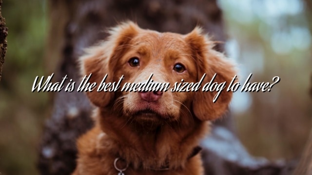 What is the best medium sized dog to have?