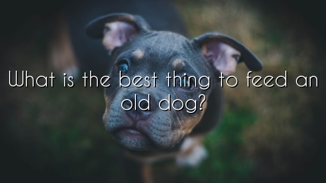 What is the best thing to feed an old dog?