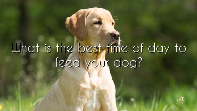 What is the best time of day to feed your dog?