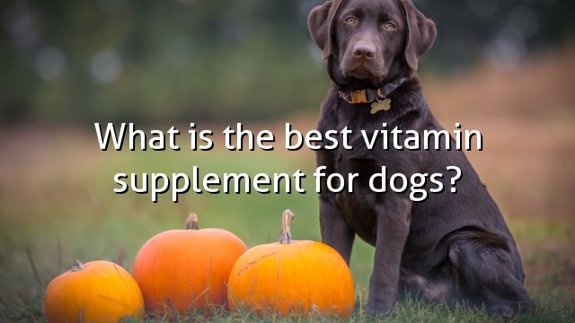 What is the best vitamin supplement for dogs?