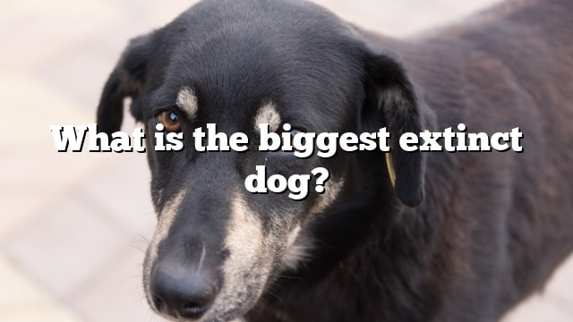 What is the biggest extinct dog?