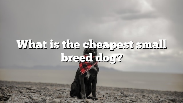 What is the cheapest small breed dog?