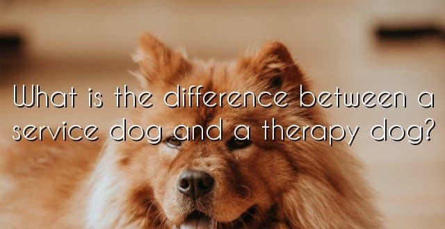 What is the difference between a service dog and a therapy dog?