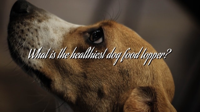 What is the healthiest dog food topper?