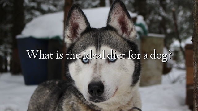 What is the ideal diet for a dog?