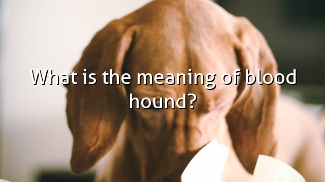 What is the meaning of blood hound?