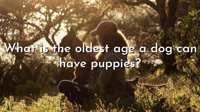 What is the oldest age a dog can have puppies?