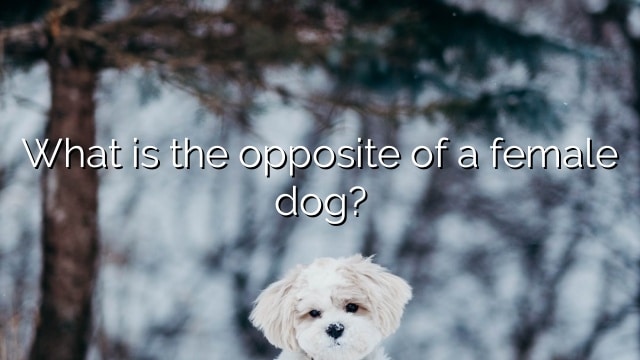 What is the opposite of a female dog?