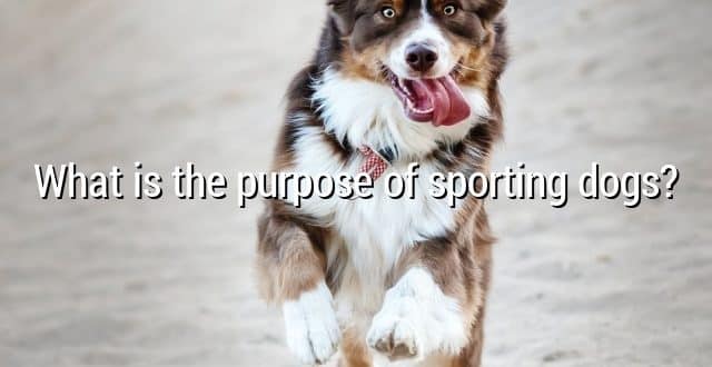 What is the purpose of sporting dogs?