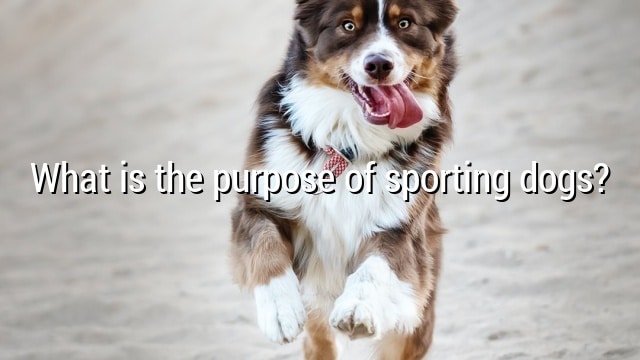 What is the purpose of sporting dogs?