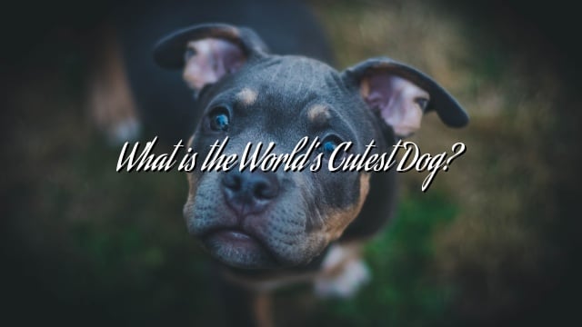 What is the World’s Cutest Dog?