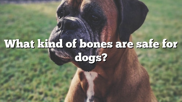 What kind of bones are safe for dogs?