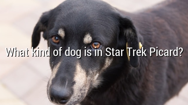 What kind of dog is in Star Trek Picard?