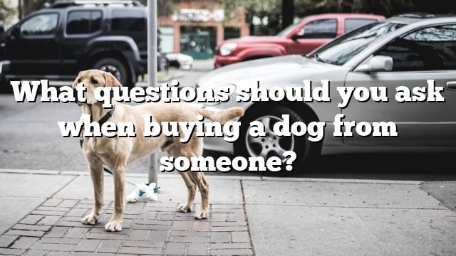 What questions should you ask when buying a dog from someone?