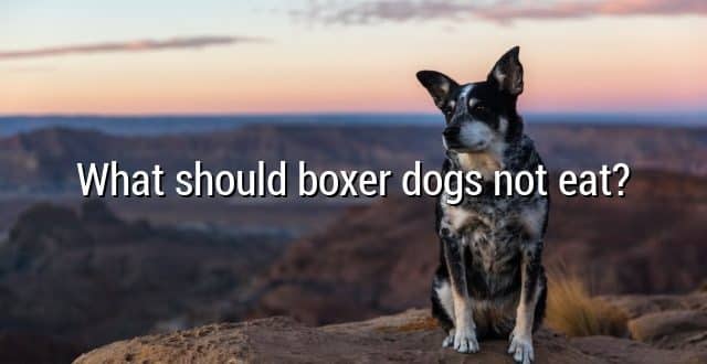 What should boxer dogs not eat?