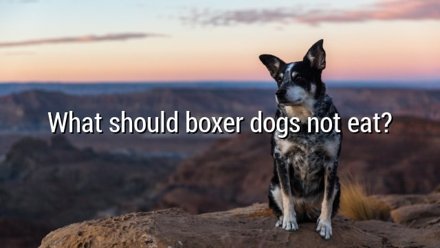 What should boxer dogs not eat?