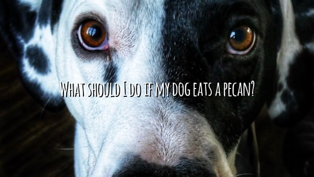 What should I do if my dog eats a pecan?