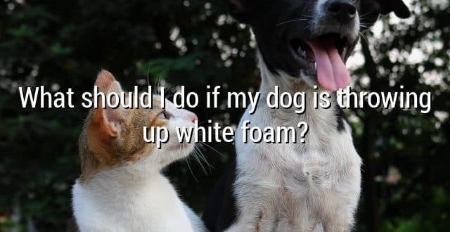 What should I do if my dog is throwing up white foam?