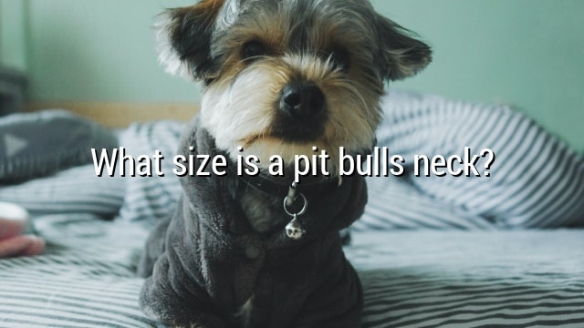 What size is a pit bulls neck?