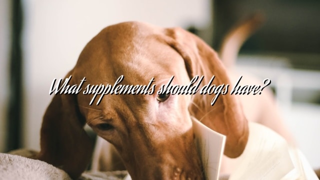 What supplements should dogs have?