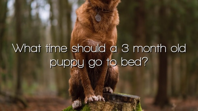 What time should a 3 month old puppy go to bed?