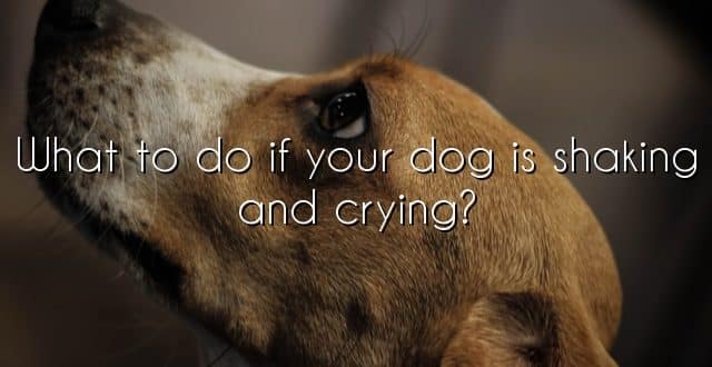 What to do if your dog is shaking and crying?